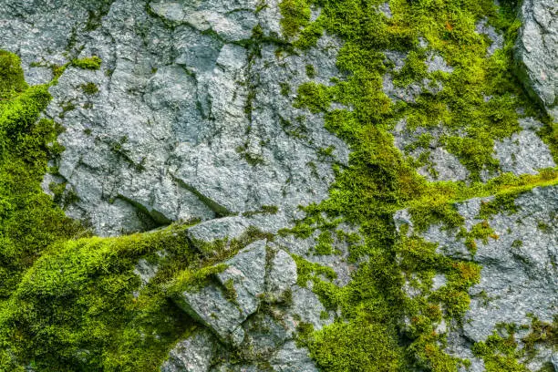 Moss on a rock face. Relief and texture of stone with patterns and moss. Stone natural background. Stone with Moss.