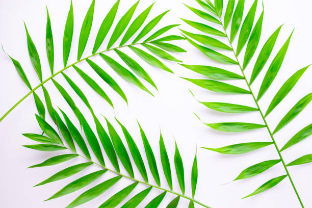istock Layout of tropical leaves on a white background. Minimal summer exotic concept with copy space. Flat lay, top view 1143282000