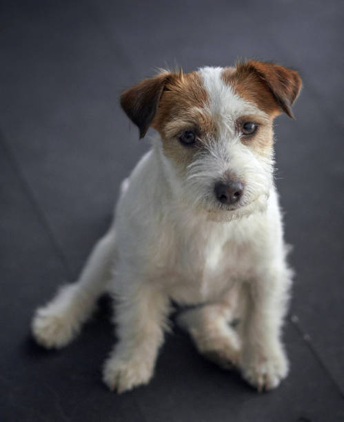 istock Cute-cute Jack Russell Terrier 1143282040
