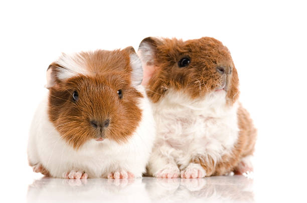 istock baby guinea pigs 114328269