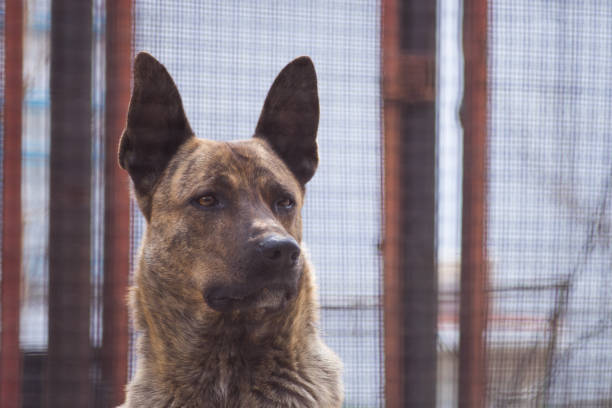 istock Portrait of a beautiful serious shepherd dog. 1143282855
