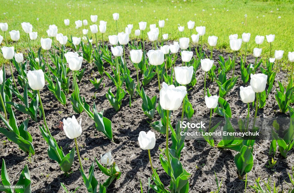 Una Cama De Flores Con Tulipanes Blancos Tulipanes Blancos Plantas Bulbosas Flores  Blancas Foto de stock y más banco de imágenes de Agricultura - iStock