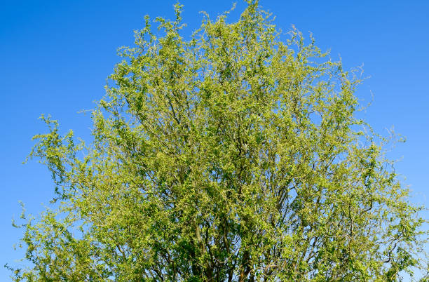 istock Willow tree. A blossoming and blooming willow tree in the spring against the sky. 1143283079