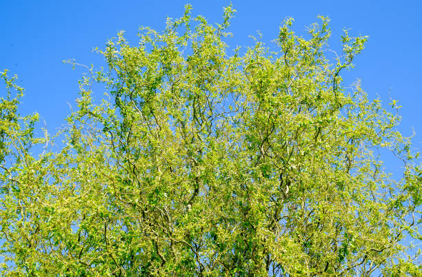 istock Willow tree. A blossoming and blooming willow tree in the spring against the sky. 1143283080