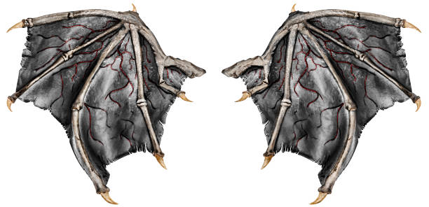 3D rendering of a fantasy dragon isolated on white background