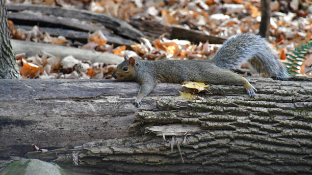 eastern gray squirrel sprawled out on log - leaf autumn falling tree imagens e fotografias de stock
