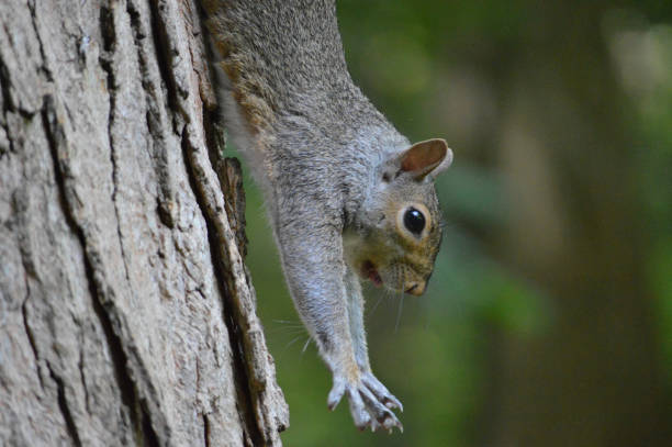 istock Eastern gray squirrel stretching and yawning 1143283346