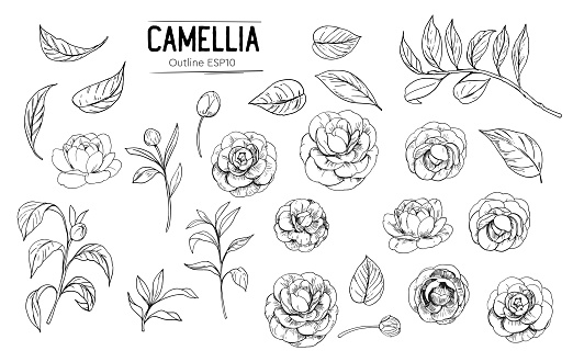Outline of camellia flowers. Set of hand drawn illustrtions converted to vector. With transparent background or with fill