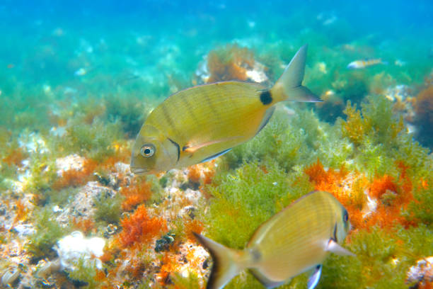 Diplodus Sargus fish underwater Mediterranean in Spain white seabream alive
