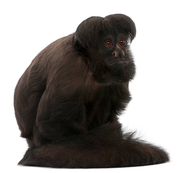istock Black Bearded Saki, Chiropotes satanas, six years old, white background. 114328589