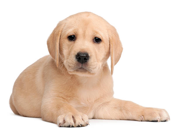 istock Front view of Labrador puppy, seven weeks old, white background. 114328592