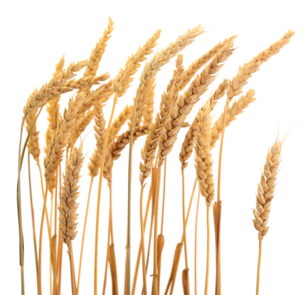 Ripe ears of wheat isolated on white background.