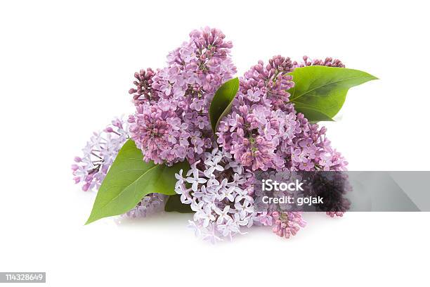 Lilac Stock Photo - Download Image Now - Arrangement, Color Image, Cut Out