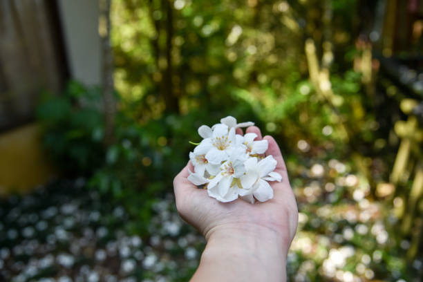 istock Vernicia fordii (Tung oil flower) 1143286585
