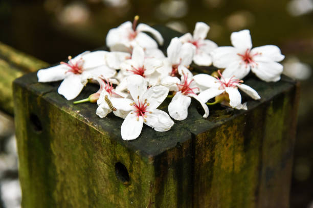 istock Vernicia fordii (Tung oil flower) 1143286865