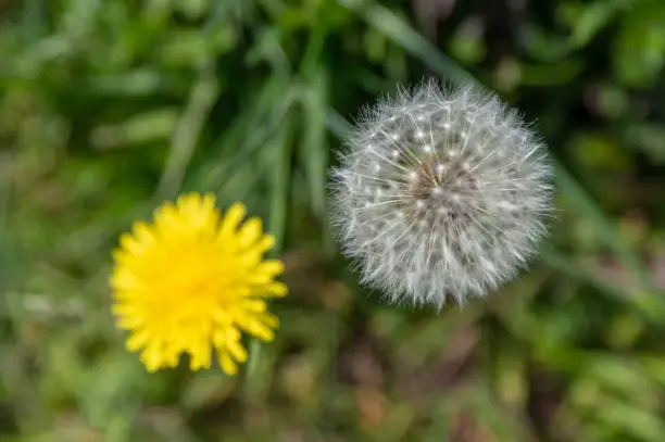 Detail of a dandelion flower and seed-head, passing of time.