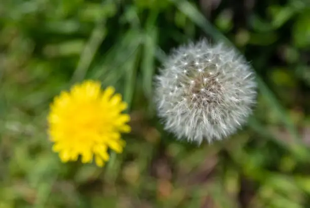 Detail of a dandelion flower and seed-head, passing of time.