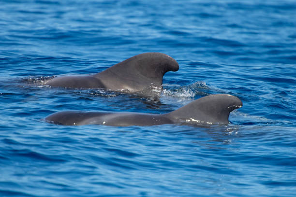 istock whale watching in Tenerife. Pilot Whales 1143289105