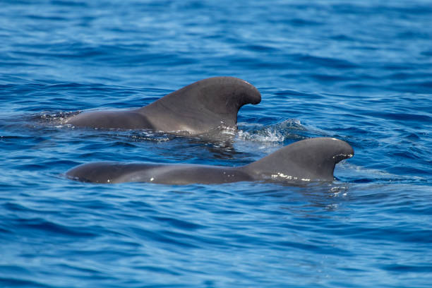 whale watching in Tenerife. Pilot Whales stock photo