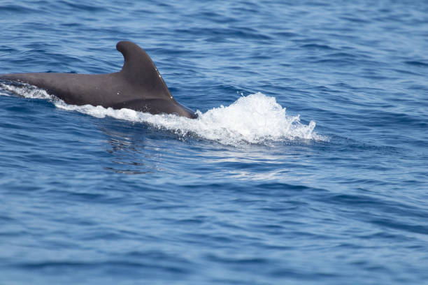 istock whale watching in Tenerife. Pilot Whales 1143289129