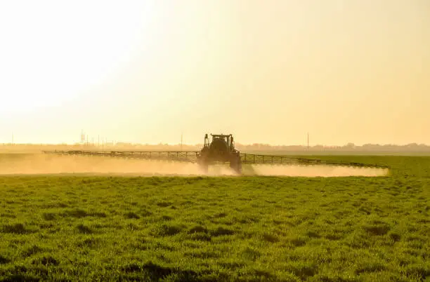 Tractor with high wheels is making fertilizer on young wheat. The use of finely dispersed spray chemicals. Tractor on the sunset background.