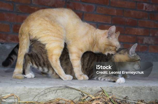 Mating Domestic Cats Stock Photo - Download Image Now - Animals Mating,  Domestic Cat, Activity - iStock
