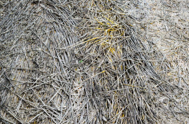 istock field of wheat 1143290087