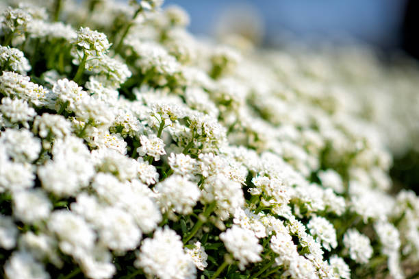 White Candytuft (iberis sempervirens) closeup