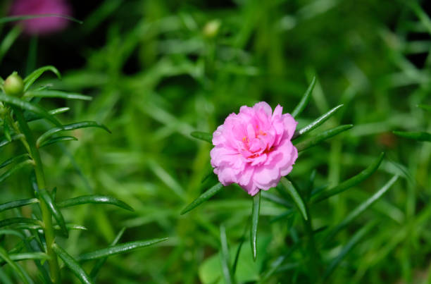 istock Portulaca oleracea flower. Beautiful Thailand's flower. 1143291330