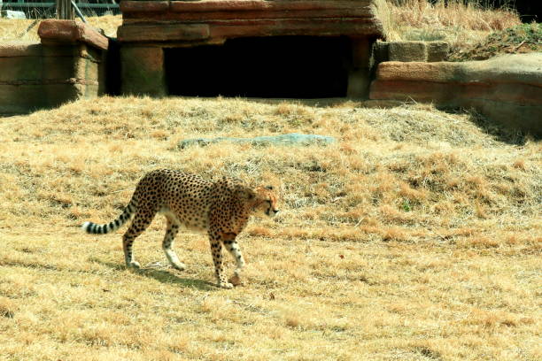 istock The leopard in the zoo is walking. 1143292896