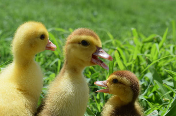 istock Ducklings of a musky duck 1143295946