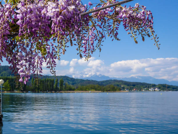 Austria - A floral girland with the lake view Violette girland hanging at the pier by Wörtersee, Pörtschach, Austria. Beautiful lake landscape, surrounded by Alps. This lake is natural drinking water tank. Love is in the air. Romantic moments. pörtschach am wörthersee stock pictures, royalty-free photos & images