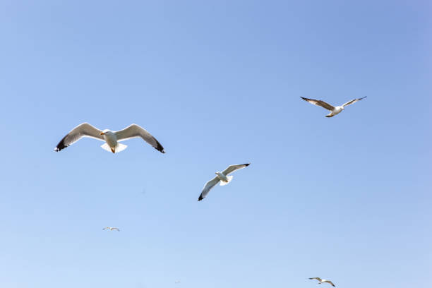 istock Seagulls Flying Over Sea On Sunny Day 1143296331