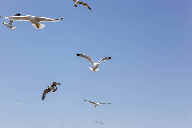 istock Seagulls Flying Over Sea On Sunny Day 1143296332