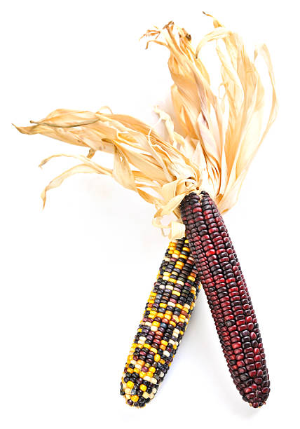 インドのトウモロコシ - autumn corn indian corn decoration ストックフォトと画像