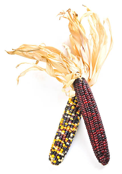 인도어 콘 - corn on the cob corn dry dried food 뉴스 사진 이미지
