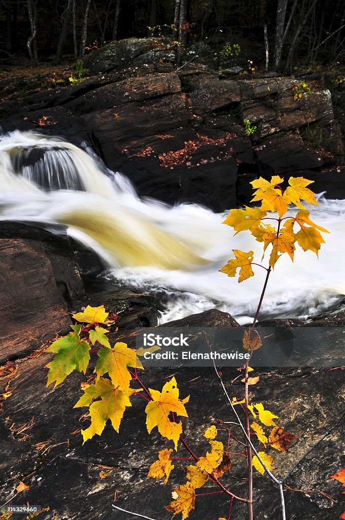 Rio de floresta no outono - Foto de stock de Amarelo royalty-free