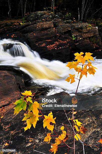 Foto de Rio De Floresta No Outono e mais fotos de stock de Amarelo - Amarelo, Beleza natural - Natureza, Canadá