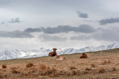 cows and calves lie on a meadow against the backdrop of snow-capped mountains