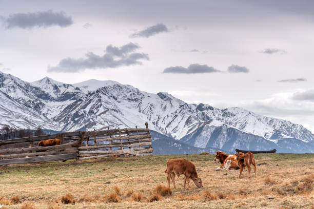 istock cows and calves lie on a meadow 1143296924