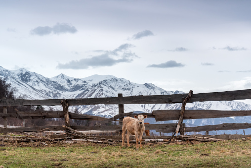cows and calves lie on a meadow against the backdrop of snow-capped mountains
