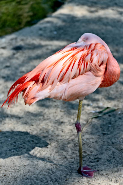 istock Flamingo stands on one leg and sleeps 1143299444