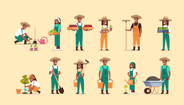 set african american farmers holding different farming equipment harvesting planting vegetables male female agricultural workers collection eco farming concept full length horizontal set african american farmers holding different farming equipment harvesting planting vegetables male female agricultural workers collection eco farming concept full length horizontal vector illustration farmer stock illustrations