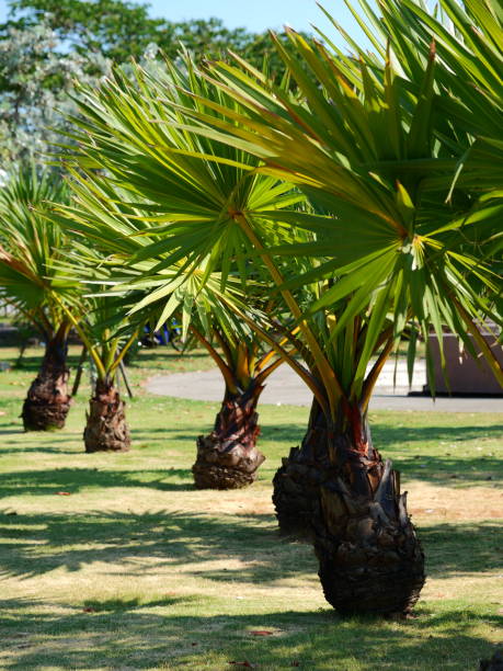 istock Sugar palm in the garden 1143300635