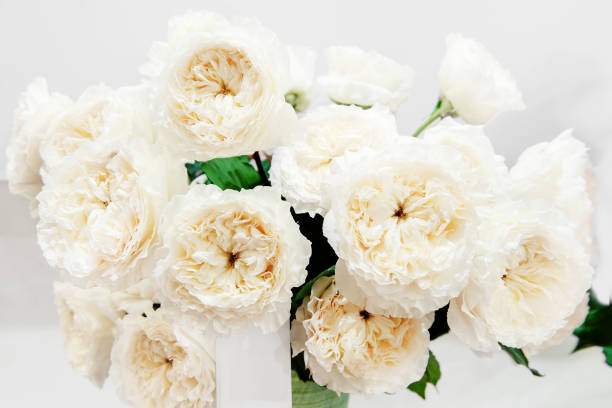 istock Exotic roses from white elite modern varieties in the bouquet as a gift. Background. Selective focus 1143300834