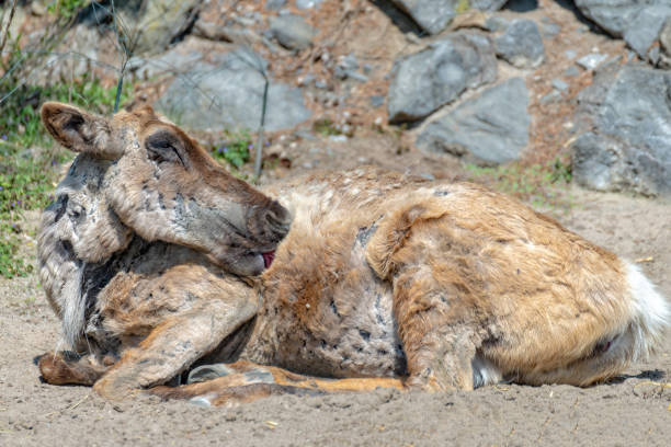 istock Old and injured caribou licks its wounds 1143300897
