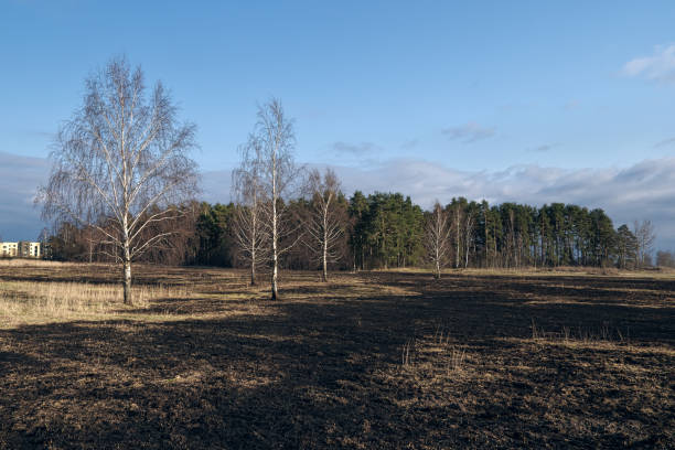 istock Birch trees in the spring meadow after last year's dry grass burn out. 1143301714