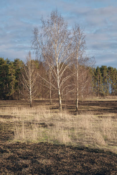 istock Birch trees in the spring meadow after last year's dry grass burn out. 1143301756
