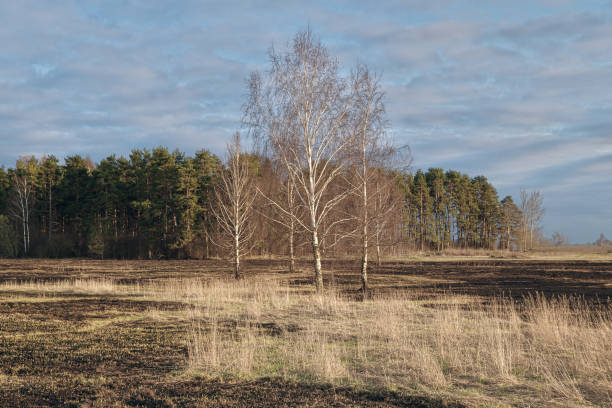 istock Birch trees in the spring meadow after last year's dry grass burn out. 1143301770