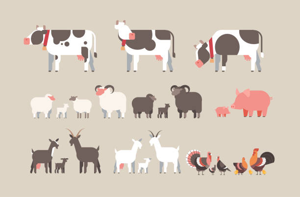set farm animal cow goat pig turkey sheep chicken icons different domestic animals collection farming concept flat horizontal set farm animal cow goat pig turkey sheep chicken icons different domestic animals collection farming concept flat horizontal vector illustration herd of cows stock illustrations